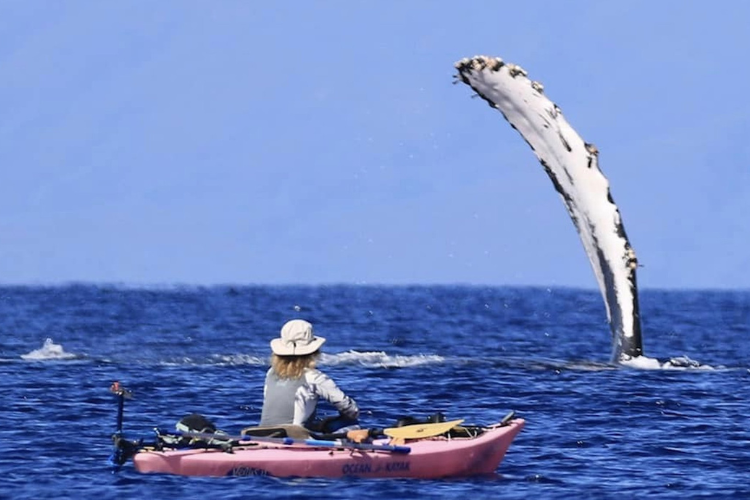 SAPS Kaku Kayak Demo Day – bixpyusa