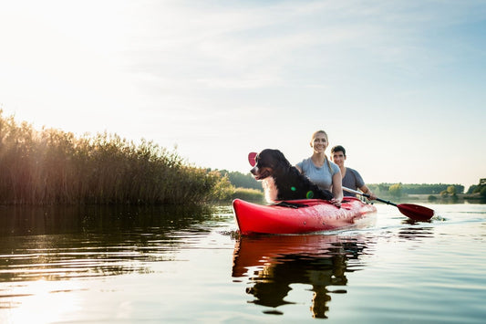 What You Should Know Before Taking Your Dog Kayaking