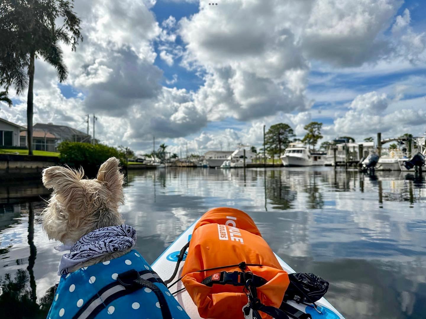 Small yorkie on the bow of a Bixpy motored kayak